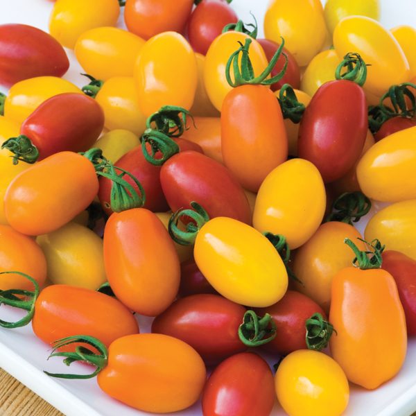 Cherry tomatoes in yellow, red, and chocolate